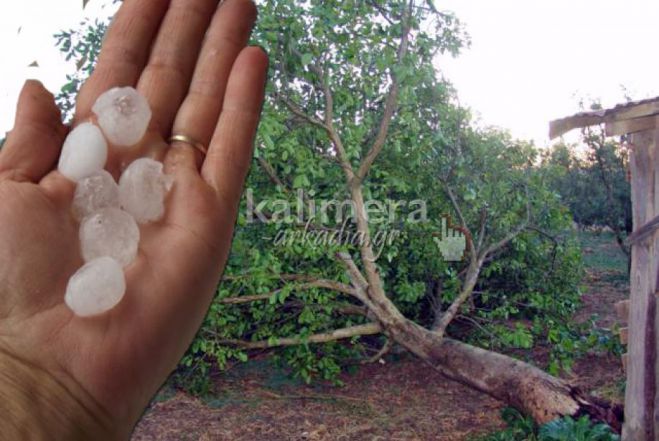 &Zeta;&eta;&mu;&iota;έ&sigmaf; &sigma;&epsilon; &mu;ή&lambda;&alpha;, &kappa;&epsilon;&rho;ά&sigma;&iota;&alpha; &kappa;&alpha;&iota; &beta;&epsilon;&rho;ί&kappa;&omicron;&kappa;&alpha; &sigma;&tau;&eta;&nu; &Alpha;&rho;&kappa;&alpha;&delta;ί&alpha; | &Sigma;&tau;ή&rho;&iota;&xi;&eta; &tau;&omega;&nu; &pi;&alpha;&rho;&alpha;&gamma;&omega;&gamma;ώ&nu; &zeta;&eta;&tau;&omicron;ύ&nu; &Delta;ή&mu;&omicron;&sigmaf; &Tau;&rho;ί&pi;&omicron;&lambda;&eta;&sigmaf; &kappa;&alpha;&iota; &Alpha;&gamma;&rho;&omicron;&tau;&iota;&kappa;ό&sigmaf; &Kappa;&tau;&eta;&nu;&omicron;&tau;&rho;&omicron;&phi;&iota;&kappa;ό&sigmaf;&nbsp;&Sigma;&upsilon;&nu;&epsilon;&tau;&alpha;&iota;&rho;&iota;&sigma;&mu;ό&sigmaf;