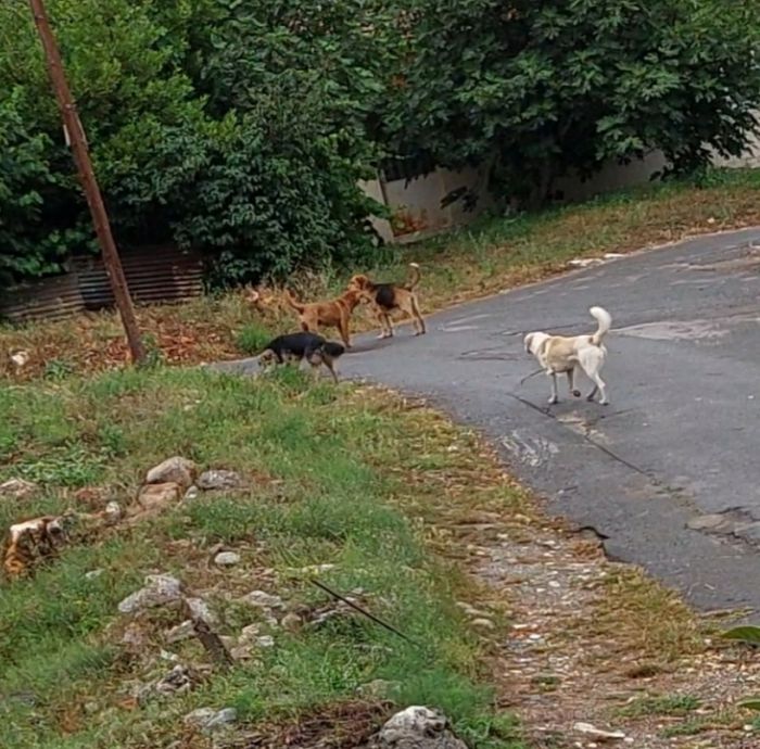 Καταγγελία για επίθεση αδέσποτων στην Τρίπολη - "Δεν τολμώ να βγω από το σπίτι"