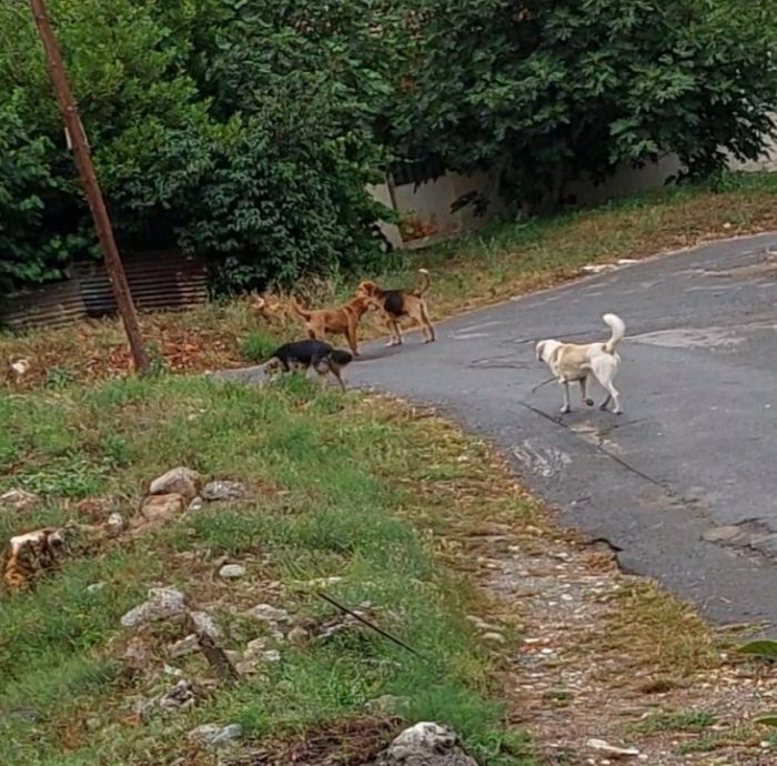 Καταγγελία για επίθεση αδέσποτων στην Τρίπολη - &quot;Δεν τολμώ να βγω από το σπίτι&quot;