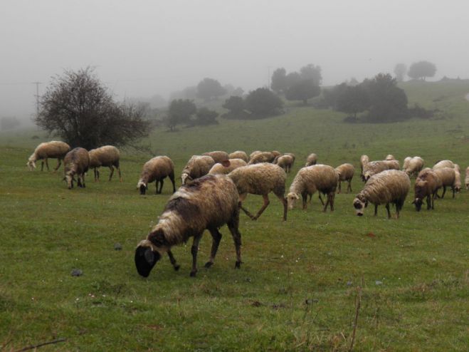 Τα  Διαχειριστικά Σχέδια Βόσκησης στην Περιφέρεια Πελοποννήσου