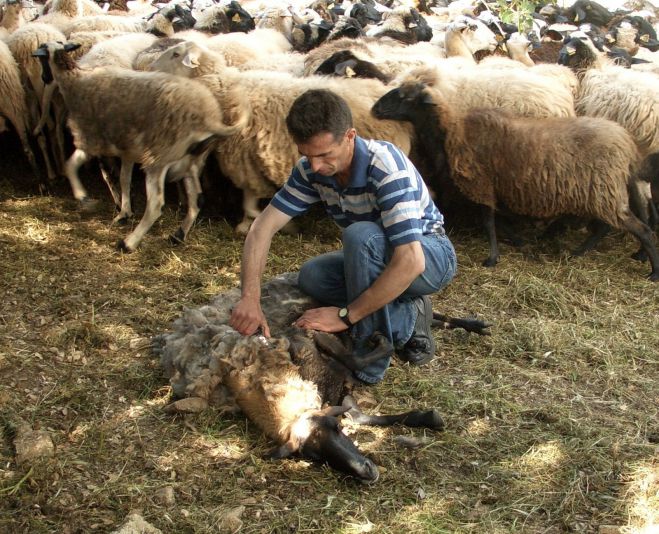 Εκδήλωση για την κουρά των προβάτων στην Μυγδαλιά Γορτυνίας!