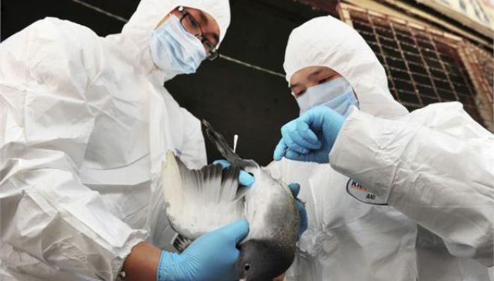 Κρούσματα γρίπης των πτηνών στην Ευρώπη