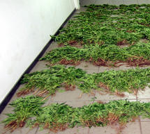 &Phi;&upsilon;&tau;&epsilon;ί&alpha; 1.807 &delta;&epsilon;&nu;&delta;&rho;&upsilon;&lambda;&lambda;ί&omega;&nu; &kappa;ά&nu;&nu;&alpha;&beta;&eta;&sigmaf; &sigma;&epsilon; &pi;&epsilon;&rho;&iota;&omicron;&chi;ή &tau;&eta;&sigmaf; &Eta;&lambda;&epsilon;ί&alpha;&sigmaf; &epsilon;&nu;&tau;ό&pi;&iota;&sigma;&epsilon; &eta; &Alpha;&sigma;&phi;ά&lambda;&epsilon;&iota;&alpha; &Tau;&rho;ί&pi;&omicron;&lambda;&eta;&sigmaf;!