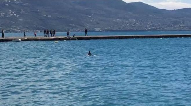 Δελφίνι στο λιμάνι της Καλαμάτας! (vd)