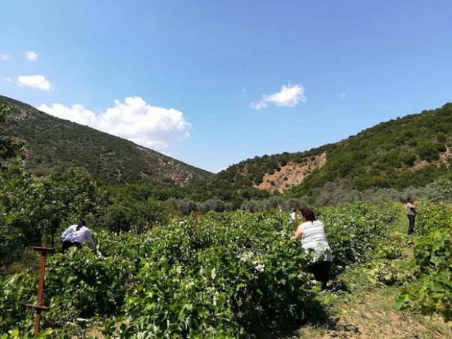 &Kappa;&lambda;&eta;&rho;&iota;&kappa;&omicron;ί &kappa;&alpha;&iota; &lambda;&alpha;ϊ&kappa;&omicron;ί &sigma;&tau;&omicron; &alpha;&mu;&pi;έ&lambda;&iota; &tau;&eta;&sigmaf; &Mu;&omicron;&nu;ή&sigmaf; &Pi;&rho;&omicron;&delta;&rho;ό&mu;&omicron;&upsilon; &sigma;&tau;&omicron; &Kappa;&alpha;&sigma;&tau;&rho;ί &Kappa;&upsilon;&nu;&omicron;&upsilon;&rho;ί&alpha;&sigmaf; (&epsilon;&iota;&kappa;ό&nu;&epsilon;&sigmaf;)