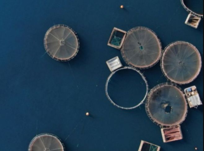 &laquo;&Tau;&upsilon;&rho;ό&sigmaf; &ndash; &Zeta;&alpha;&rho;ί&tau;&sigma;&iota;: &Sigma;&epsilon; &epsilon;&pi;&iota;&phi;&upsilon;&lambda;&alpha;&kappa;ή &gamma;&iota;&alpha; &tau;&alpha; &theta;&alpha;&lambda;ά&sigma;&sigma;&iota;&alpha; &lambda;&iota;&beta;ά&delta;&iota;&alpha; &kappa;&alpha;&iota; &tau;&iota;&sigmaf; &iota;&chi;&theta;&upsilon;&omicron;&kappa;&alpha;&lambda;&lambda;&iota;έ&rho;&gamma;&epsilon;&iota;&epsilon;&sigmaf;&raquo;