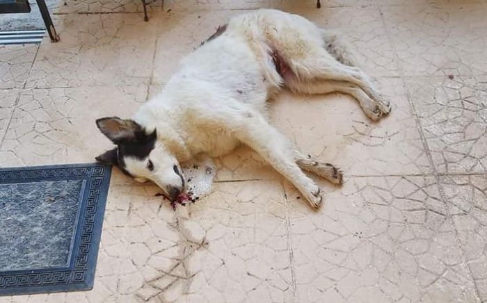 Σκότωσαν με φόλα σκυλάκι στο Παράλιο Άστρος