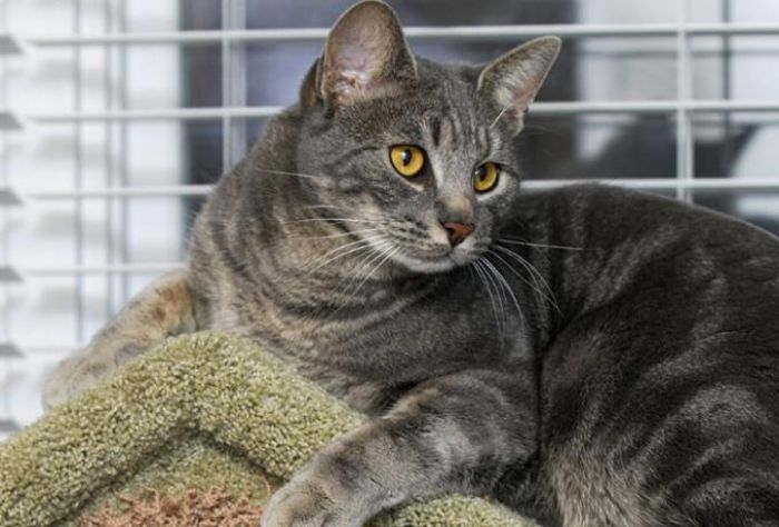 &Sigma;&tau;&eta; &phi;&upsilon;&lambda;&alpha;&kappa;ή 23&chi;&rho;&omicron;&nu;&omicron;&sigmaf; &pi;&omicron;&upsilon; έ&sigma;&phi;&alpha;&xi;&epsilon; &gamma;ά&tau;&alpha; &mu;&epsilon; &lambda;&epsilon;&pi;ί&delta;&alpha; - &Pi;&rho;ώ&tau;&eta; &pi;&rho;&omicron;&phi;&upsilon;&lambda;ά&kappa;&iota;&sigma;&eta; &gamma;&iota;&alpha; &zeta;&omega;&omicron;&kappa;&tau;&omicron;&nu;ί&alpha; &sigma;&tau;&eta;&nu; &Epsilon;&lambda;&lambda;ά&delta;&alpha;