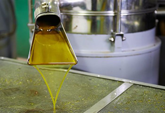 Ελαιόλαδο: Μηδενικά αποθέματα και τιμή στα 3,5 ευρώ το κιλό στην Αρκαδία