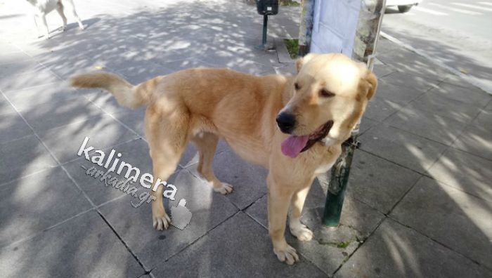 Σκυλάκι εγκαταλείφθηκε σήμερα στην κεντρική πλατεία της Τρίπολης …