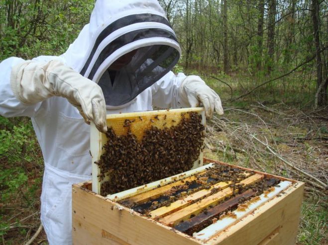 Μηδενική φέτος η παραγωγή στο μέλι ελάτης Μαινάλου «Βανίλια»
