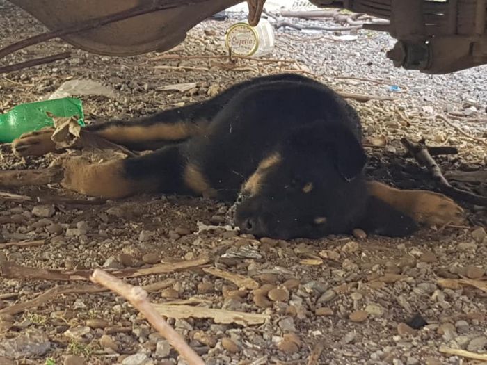 "Ο φιλοζωικός δεν θέλει αδέσποτα στους δρόμους και κυρίως δεν θέλει αστειρωτα αδέσποτα που γεννούν και δημιουργούνται αγέλες"