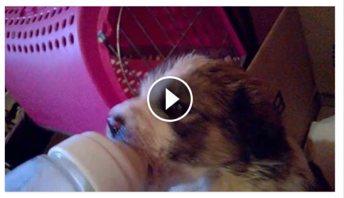 Δεκάδες αδέσποτα κουταβάκια χρειάζονται φροντίδα στην Τρίπολη - Μπορείς να βοηθήσεις; (vd)