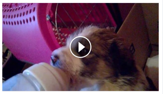 Δεκάδες αδέσποτα κουταβάκια χρειάζονται φροντίδα στην Τρίπολη - Μπορείς να βοηθήσεις; (vd)