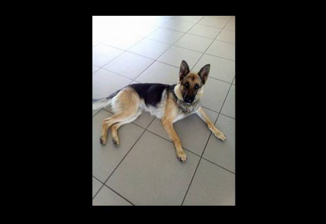 &Chi;ά&theta;&eta;&kappa;&epsilon; &sigma;&kappa;&upsilon;&lambda;ί&tau;&sigma;&alpha; &sigma;&tau;&eta;&nu; &Tau;&rho;ί&pi;&omicron;&lambda;&eta;