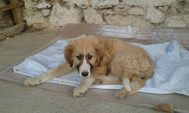 Ο «Ρωμαίος» ψάχνει για οικογένεια και σπίτι στην Τρίπολη - Θέλετε να τον υιοθετήσετε;