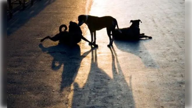 &Eta; &pi;&epsilon;&nu;&tau;&alpha;&mu;&epsilon;&lambda;ή&sigmaf; &epsilon;&pi;&iota;&tau;&rho;&omicron;&pi;ή &gamma;&iota;&alpha; &tau;&eta; &delta;&iota;&alpha;&chi;&epsilon;ί&rho;&iota;&sigma;&eta; &alpha;&delta;έ&sigma;&pi;&omicron;&tau;&omega;&nu; &zeta;ώ&omega;&nu; &sigma;&tau;&omicron;&nu; &delta;ή&mu;&omicron; &Mu;&epsilon;&gamma;&alpha;&lambda;ό&pi;&omicron;&lambda;&eta;&sigmaf; (&omicron;&nu;ό&mu;&alpha;&tau;&alpha;)