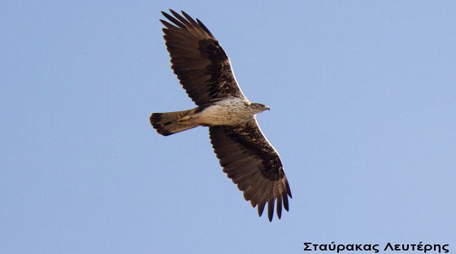 Σπιζαετός στην προστατευόμενη περιοχή Πάρνωνα και Μουστού