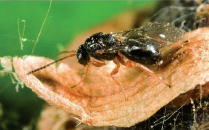 Έντομο «τρώει» τις καστανιές της Αρκαδίας!