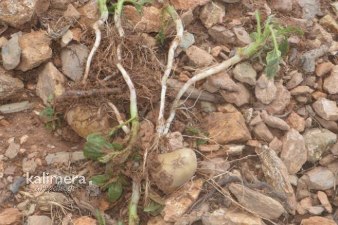 Χαλάζι - Σκιρίτιδα: Οι υποσχέσεις της Κυβέρνησης για τις αποζημιώσεις!