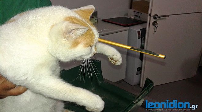 Σκληρές εικόνες - Τραυμάτισαν σοβαρά γάτα με βέλος στον Τυρό