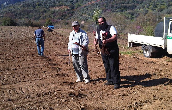 &Nu;έ&omicron; &alpha;&mu;&pi;έ&lambda;&iota; &phi;ύ&tau;&epsilon;&upsilon;&sigma;&alpha;&nu; &kappa;&lambda;&eta;&rho;&iota;&kappa;&omicron;ί &kappa;&omicron;&nu;&tau;ά &sigma;&tau;&omicron; &mu;&omicron;&nu;&alpha;&sigma;&tau;ή&rho;&iota; &tau;&omicron;&upsilon; &Tau;&iota;&mu;ί&omicron;&upsilon; &Pi;&rho;&omicron;&delta;&rho;ό&mu;&omicron;&upsilon; &Kappa;&upsilon;&nu;&omicron;&upsilon;&rho;ί&alpha;&sigmaf;