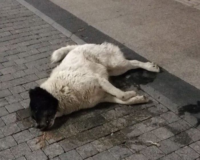 &Phi;ό&lambda;&epsilon;&sigmaf; &sigma;&tau;&eta;&nu; &pi;&lambda;&alpha;&tau;&epsilon;ί&alpha; &Pi;&epsilon;&tau;&rho;&iota;&nu;&omicron;ύ - &Beta;&rho;έ&theta;&eta;&kappa;&epsilon; &nu;&epsilon;&kappa;&rho;ό &sigma;&kappa;&upsilon;&lambda;ί ...