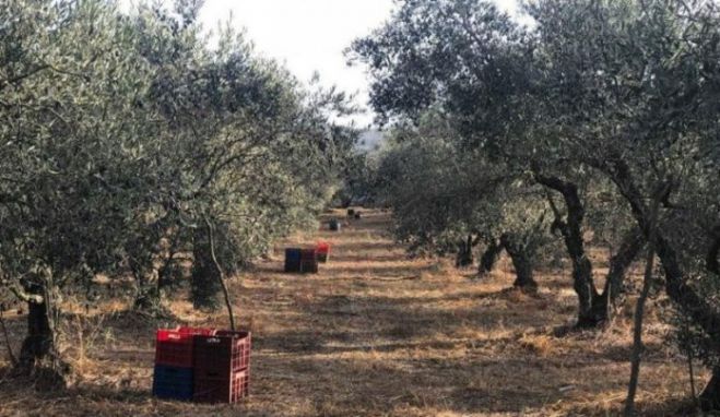 Καταγγελίες αγροτών στη Βόρεια Κυνουρία για κλοπές αγροτικού εξοπλισμού – Ζητούν ενισχυμένες περιπολίες