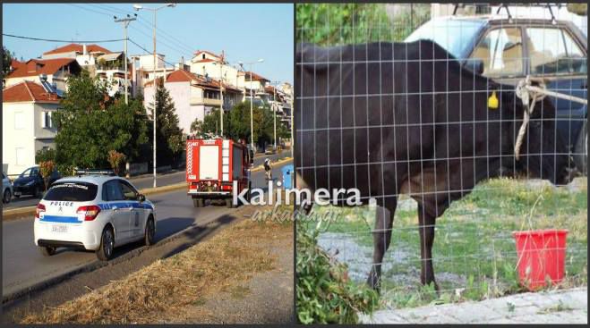 Μία ... αγελάδα προκάλεσε κινητοποίηση στην Τρίπολη! (εικόνες)