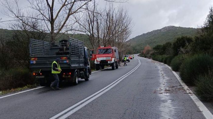 &Pi;&tau;ώ&sigma;&epsilon;&iota;&sigmaf; &delta;έ&nu;&delta;&rho;&omega;&nu; &sigma;&tau;&eta;&nu; &pi;&alpha;&lambda;&alpha;&iota;ά &epsilon;&theta;&nu;&iota;&kappa;ή &omicron;&delta;ό "&Tau;&rho;ί&pi;&omicron;&lambda;&eta;&sigmaf; - &Sigma;&pi;ά&rho;&tau;&eta;&sigmaf;"