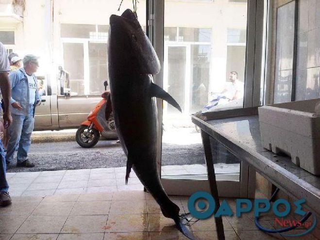 Τόνο 105 κιλών ψάρεψαν στην Μεσσηνία! (εικόνες)