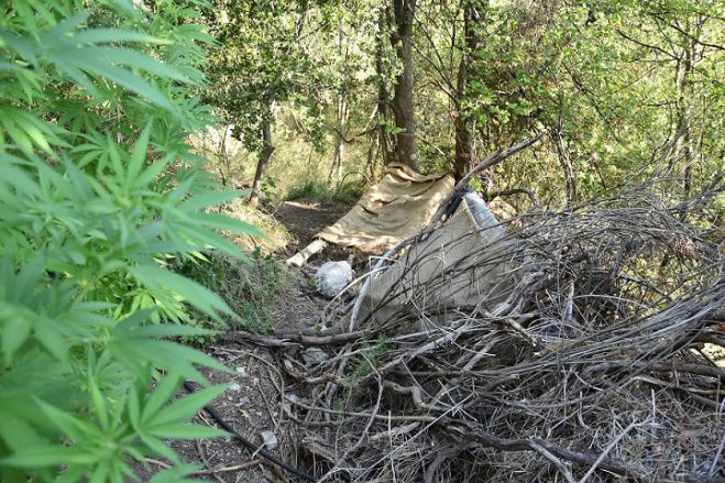 &Phi;&upsilon;&tau;&epsilon;ί&alpha; &mu;&epsilon; &delta;&epsilon;&nu;&delta;&rho;ύ&lambda;&lambda;&iota;&alpha; &kappa;ά&nu;&nu;&alpha;&beta;&eta;&sigmaf; &omega;&sigmaf; 3 &mu;έ&tau;&rho;&alpha; &epsilon;&nu;&tau;&omicron;&pi;ί&sigma;&tau;&eta;&kappa;&epsilon; &kappa;&omicron;&nu;&tau;ά &sigma;&tau;&eta; &Sigma;&pi;ά&rho;&tau;&eta; (&epsilon;&iota;&kappa;ό&nu;&epsilon;&sigmaf;)