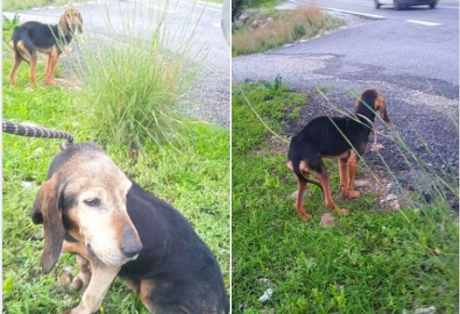 &Epsilon;&gamma;&kappa;&alpha;&tau;&alpha;&lambda;&epsilon;&lambda;&epsilon;&iota;&mu;&mu;έ&nu;&alpha; &kappa;&upsilon;&nu;&eta;&gamma;ό&sigma;&kappa;&upsilon;&lambda;&alpha; | &Alpha;&gamma;&alpha;&nu;ά&kappa;&tau;&eta;&sigma;&eta; &sigma;&tau;&omicron;&nu; &Phi;&iota;&lambda;&omicron;&zeta;&omega;&iota;&kappa;ό &Sigma;ύ&lambda;&lambda;&omicron;&gamma;&omicron; &Tau;&rho;ί&pi;&omicron;&lambda;&eta;&sigmaf; &gamma;&iota;&alpha; &tau;&eta; &sigma;&iota;&omega;&pi;ή &tau;&omega;&nu; &Kappa;&upsilon;&nu;&eta;&gamma;&epsilon;&tau;&iota;&kappa;ώ&nu; &Sigma;&upsilon;&lambda;&lambda;ό&gamma;&omega;&nu;