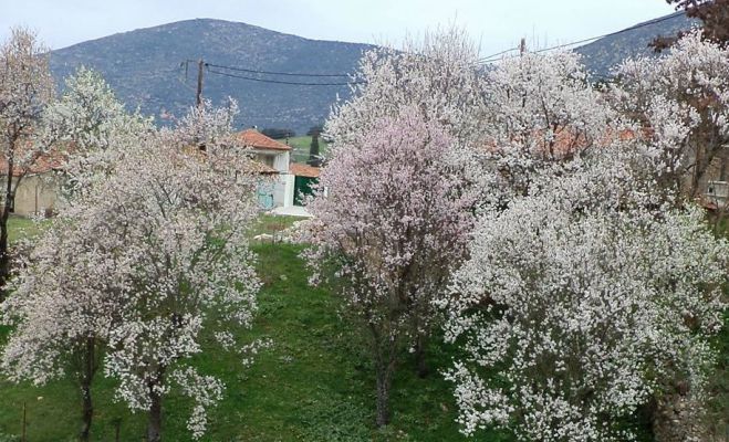 Ο κουτσοφλέβαρος φεύγει σιγά-σιγά