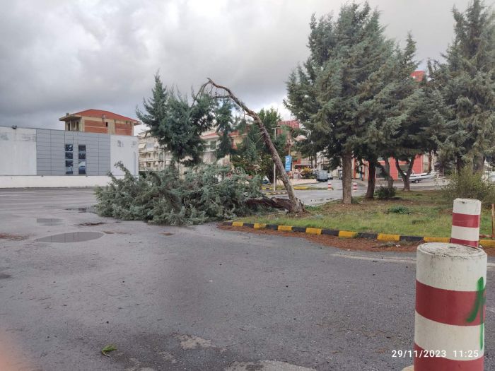 &Alpha;&upsilon;&tau;&omicron;&psi;ί&alpha; &alpha;&pi;ό &tau;&omicron;&nu; &Delta;ή&mu;&omicron; &Tau;&rho;ί&pi;&omicron;&lambda;&eta;&sigmaf; &gamma;&iota;&alpha; &tau;&eta;&nu; &pi;&tau;ώ&sigma;&eta; &delta;έ&nu;&delta;&rho;&omicron;&upsilon; &sigma;&tau;&eta;&nu; &lsquo;&Mu;&omicron;&upsilon;&tau;&zeta;&omicron;&upsilon;&rho;&omicron;&pi;&omicron;ύ&lambda;&omicron;&upsilon;&rsquo;