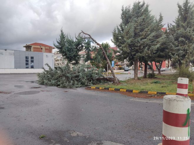 &Alpha;&upsilon;&tau;&omicron;&psi;ί&alpha; &alpha;&pi;ό &tau;&omicron;&nu; &Delta;ή&mu;&omicron; &Tau;&rho;ί&pi;&omicron;&lambda;&eta;&sigmaf; &gamma;&iota;&alpha; &tau;&eta;&nu; &pi;&tau;ώ&sigma;&eta; &delta;έ&nu;&delta;&rho;&omicron;&upsilon; &sigma;&tau;&eta;&nu; &lsquo;&Mu;&omicron;&upsilon;&tau;&zeta;&omicron;&upsilon;&rho;&omicron;&pi;&omicron;ύ&lambda;&omicron;&upsilon;&rsquo;