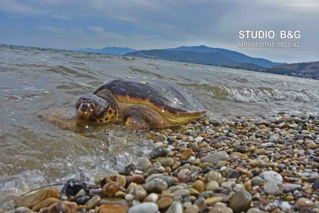 Οκτώ θαλάσσιες χελώνες βρέθηκαν νεκρές στην Αργολίδα ... (εικόνες)