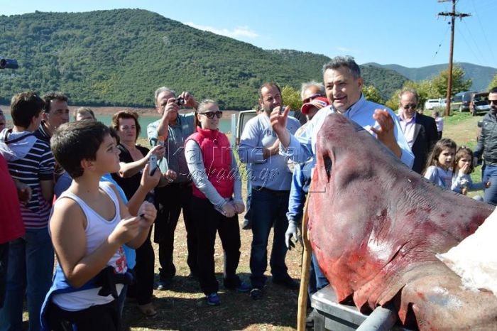 Όταν ένας τεράστιος καρχαρίας ... εμφανίστηκε στη λίμνη του Λάδωνα! (vd)