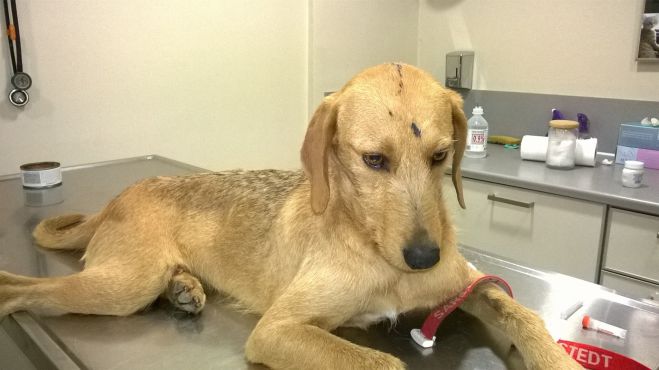 Πάνω από 100 αδέσποτα έχει περιθάλψει ο Φιλοζωικός Σύλλογος Τρίπολης