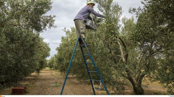 Tρίπολη | Ελαιοπαραγωγοί προχωρούν σε κινητοποίηση στις 7 Δεκεμβρίου
