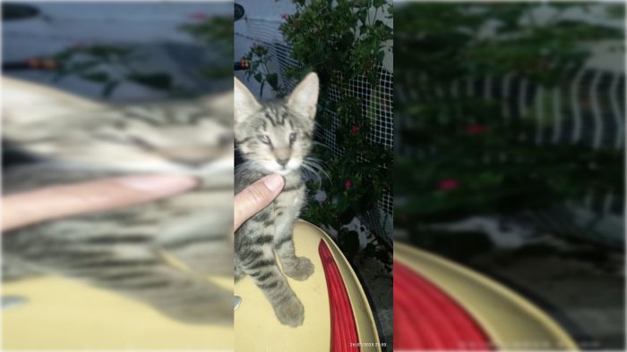 Τρίπολη | Το τυφλό πανέμορφο γατάκι ζητά μια οικογένεια!