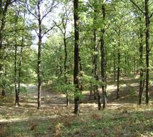 &Sigma;&tau;&omicron; &delta;ά&sigma;&omicron;&sigmaf; &tau;&eta;&sigmaf; &Phi;&omicron;&lambda;ό&eta;&sigmaf; &epsilon;&xi;&omicron;&rho;&mu;ά &omicron; &Epsilon;&Omicron;&Sigma; &Tau;&rho;ί&pi;&omicron;&lambda;&eta;&sigmaf;