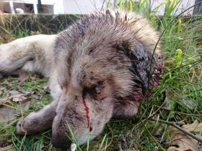 Zoosos | Νεκρό από φόλα εντός του εργοστασίου της Δ.Ε.Η. το σκυλί που είχε πυροβοληθεί στη Μεγαλόπολη