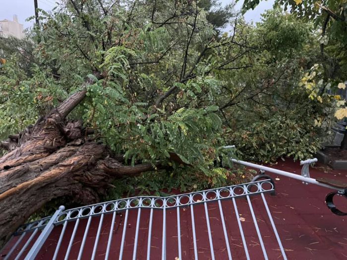 Ισχυροί άνεμοι έριξαν δένδρα στην Τρίπολη - Κινητοποίηση από τον Δήμο και την Πυροσβεστική (εικόνες)