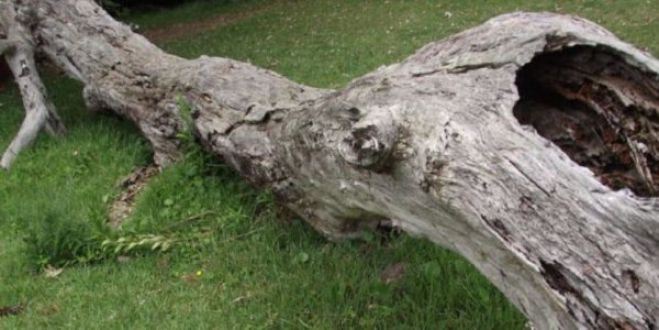 Δέντρο καταπλάκωσε 26χρονο στο Πλανητερό Καλαβρύτων