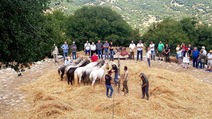 Το παραδοσιακό αλώνισμα αναβίωσε στο Βαλτεσινίκο! (εικόνες)