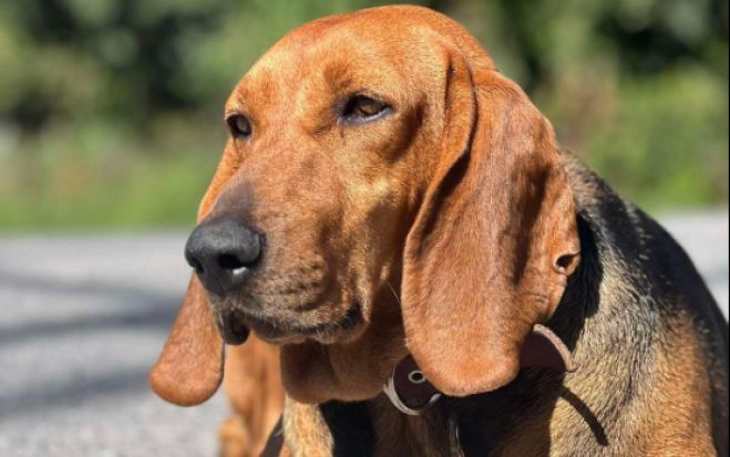 &Eta; &Zeta;&alpha;&mu;&pi;ί&alpha;, &eta; &mu;&alpha;&sigma;&kappa;ό&tau; &sigma;&kappa;&upsilon;&lambda;ί&tau;&sigma;&alpha; &tau;&eta;&sigmaf; &Alpha;&lambda;&omega;&nu;ί&sigma;&tau;&alpha;&iota;&nu;&alpha;&sigmaf;, &sigma;&tau;&alpha; &omicron;&rho;&omicron;&pi;έ&delta;&iota;&alpha; &tau;&omicron;&upsilon; &Mu;&alpha;&iota;&nu;ά&lambda;&omicron;&upsilon;! (vd)