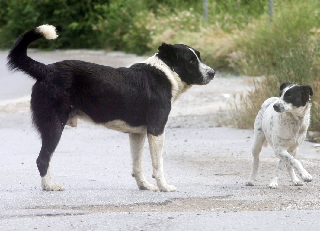 &Pi;&alpha;&gamma;&kappa;ό&sigma;&mu;&iota;&alpha; &eta;&mu;έ&rho;&alpha; &alpha;&delta;έ&sigma;&pi;&omicron;&tau;&omega;&nu; &zeta;ώ&omega;&nu; &eta; &sigma;&eta;&mu;&epsilon;&rho;&iota;&nu;ή! Ά&lambda;&upsilon;&tau;&omicron; &pi;&alpha;&rho;&alpha;&mu;έ&nu;&epsilon;&iota; &tau;&omicron; &pi;&rho;ό&beta;&lambda;&eta;&mu;&alpha; &sigma;&tau;&eta;&nu; &Tau;&rho;ί&pi;&omicron;&lambda;&eta;