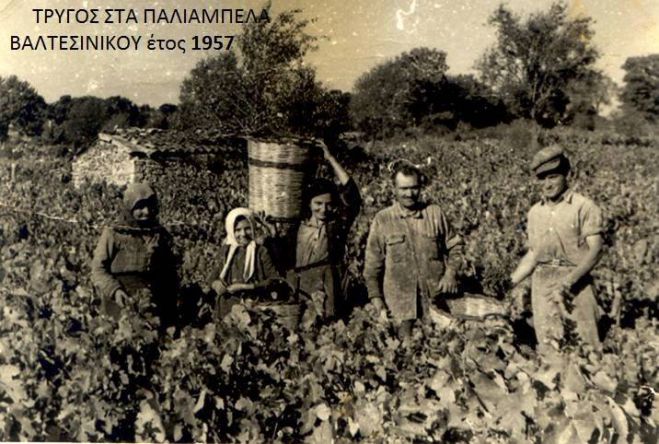 Η παράδοση του Τρύγου στο Βαλτεσινίκο (εικόνες)