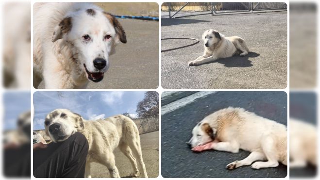 Καταφύγιο αδέσποτων ζώων | Η Βάσω σώθηκε και αξίζει μια ζεστή αγκαλιά!